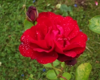 Rose 28 Jul 05
